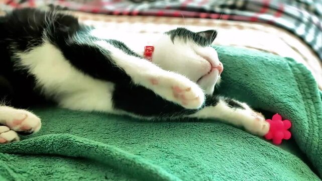 A beautiful black and white furred kitten lying on a couch plays with a rubber ball. The video was filmed in an apartment, filming a beautiful cat