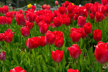 Obraz premium Field of Vibrant Red Tulips Blooming in a Scenic Spring Garden