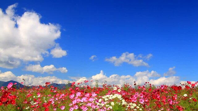 風渡るコスモスの花畑と十観山などの山並み