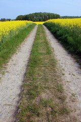 Naklejka premium Feldweg durch Rapsfelder