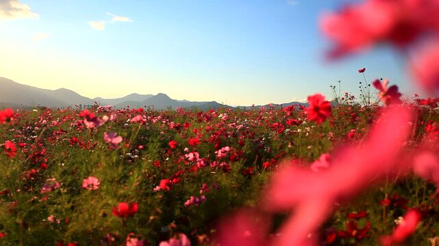 風渡るコスモスの花畑と夕日の光芒と十観山などの山並み