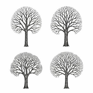 Set of four hand-drawn leafless deciduous trees with intricate branch patterns and textured trunks, isolated on white background. Minimalist black and white botanical illustration set.