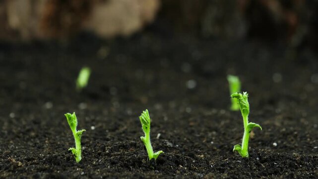 transformation of a field growing rye crops flourish nature spring season Business agriculture harvesting concept