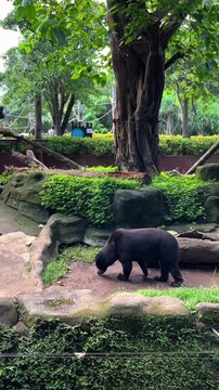 A sun bear (Biruang) wanders through an enclosure among tropical vegetation in Bali, Indonesia. The exotic atmosphere and animal observation are unforgettable.