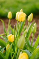Fototapeta premium Sunny Yellow Tulips Blossoming in Park