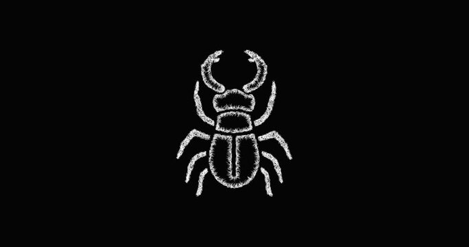 Sketch stag beetle icon animation - smooth progressive reveal
