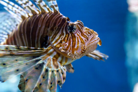 Lionfish Pterois swimming in a blue water aquarium. Beautiful but dangerous marine predator with striped pattern and long fan-like fins at an oceanarium.