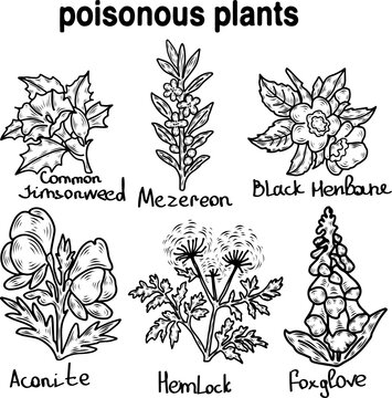 Poisonous Plants Set Hand Drawn Sketch Black White Toxic Wildflowers Botanical Collection Vector Illustration