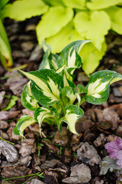 Variegated Hosta Whirlwind Leaves with Water Drops in Decorative Garden Bed