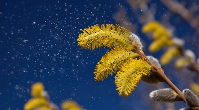 Willow catkin releasing pollen against blue sky