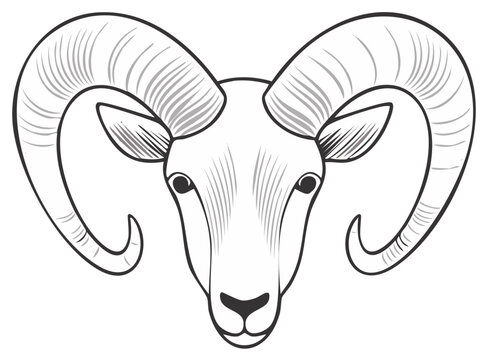 Detailed Ram Head Line Art with Curved Horns Drawing Sheep Mammal Wild Animal