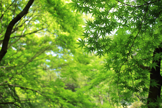 モミジ 葉 新緑 夏 背景