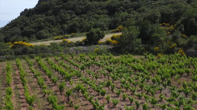Close-up aerial shot of vineyard rows in Terrasses du Larzac.