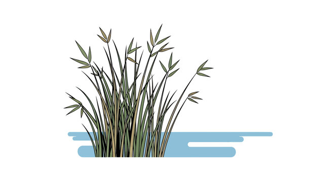 Vector illustration of green reeds and tall swamp grass growing by a blue water pond, isolated on a white background