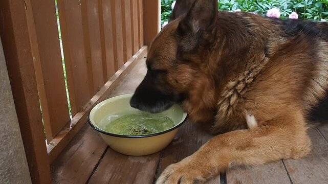 German Shepherd dog drinks water from a bowl on the porch of the house. A dog quenches his thirst on a hot day.