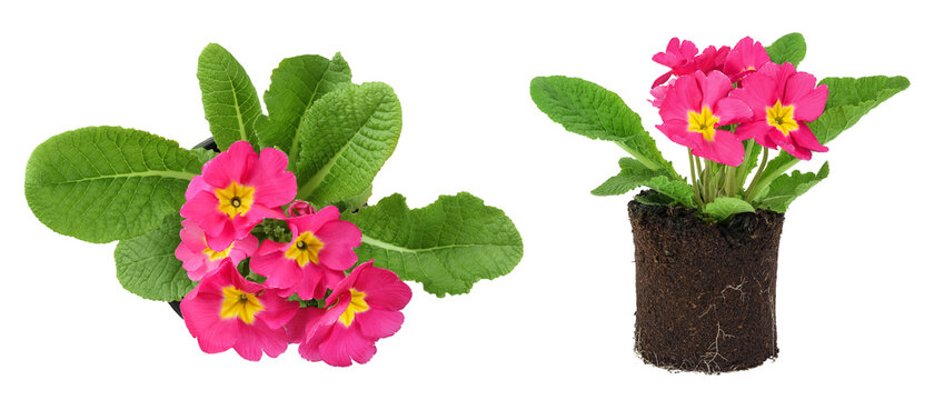 pink primrose isolated on white background. Top view. Flat lay