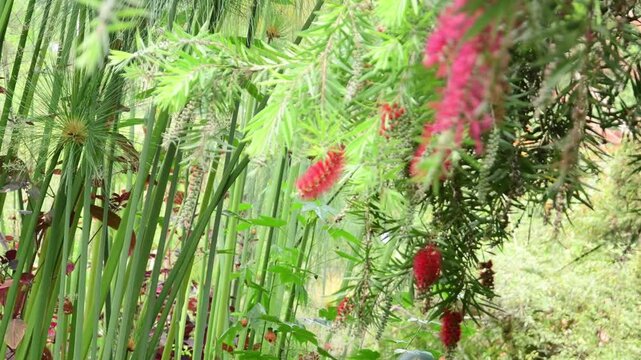 Medium static shot of a vibrant hummingbird darting between red bottlebrush blossoms and tall papyrus plants in a tropical backyard.