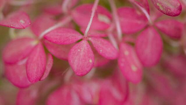seamless background of pink and red hortensia hydrangea flower petals in autumn