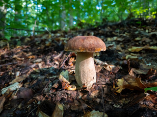 King bolete (Boletus edulis) mushroom growing among fallen autumn leaves on the forest floor in selective focus. © Dan