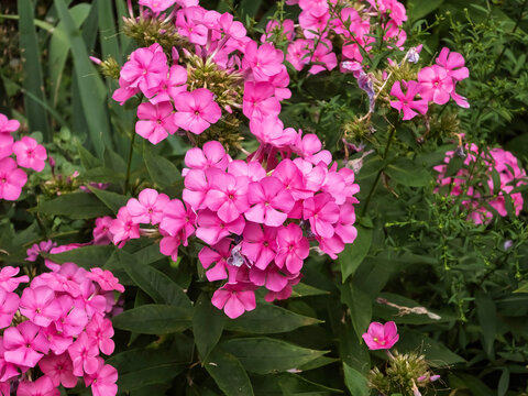 Vibrant clusters of bright pink garden phlox (Phlox paniculata) in full bloom surrounded by lush green foliage. Detailed close-up view of ornamental perennial flowers in natural daylight.