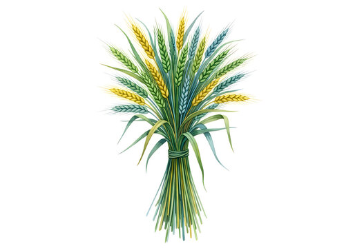 A bunch of green and yellow wheat