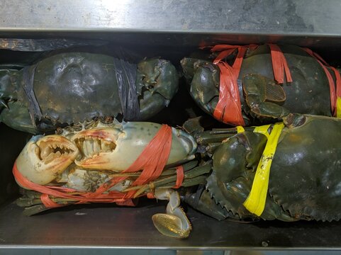 Tied fresh live mud crabs or mangrove crabs on display at a seafood market. High quality protein source, uncurated group of crustaceans for culinary, nutrition, and healthy pescatarian diet concepts.
