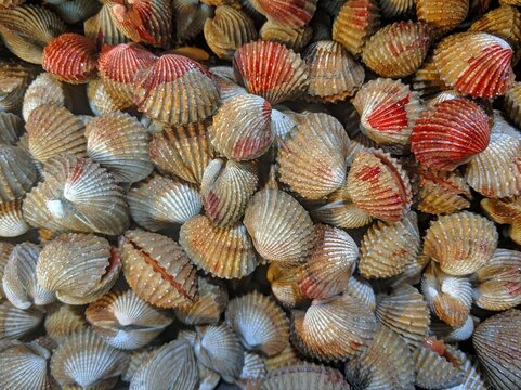 Fresh live clams or cockle clams on display at a seafood market. High quality protein source, uncurated group of bivalves for culinary, nutrition, and healthy pescatarian diet concepts.