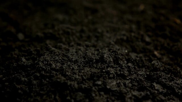 transformation of a field growing rye crops flourish nature spring season Business agriculture harvesting concept