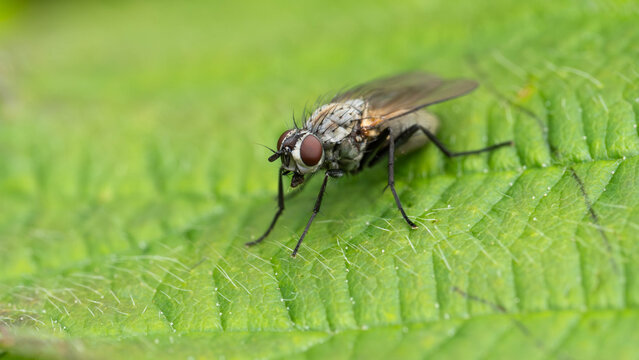 Bio Diversity - Anthomyiidae - Special Fly on a Green Leaf - Macro Shot