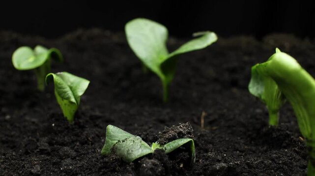 Timelapse of sprouting pea plants in a greenhouse wonders of spring growth Business agriculture harvesting