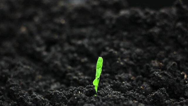 Witness the growth of fresh green plants in a timelapse to the power of nature and sustainable agriculture