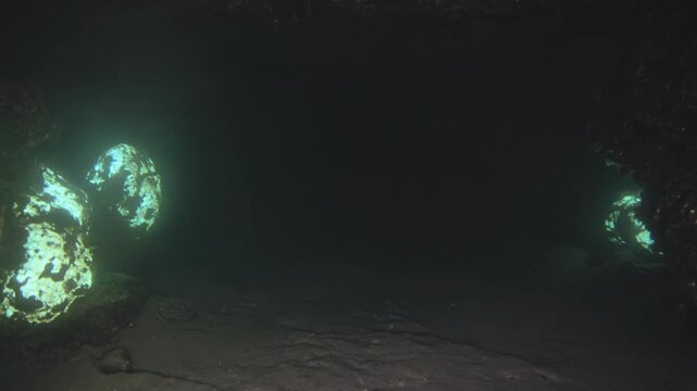 Underwater scene with a cuttlefish swimming near glowing coral reef.