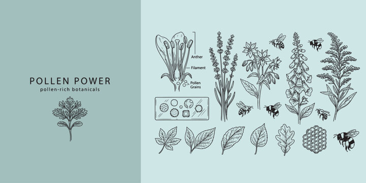 Botanical Science Illustration Set with Pollen Grains and Bees