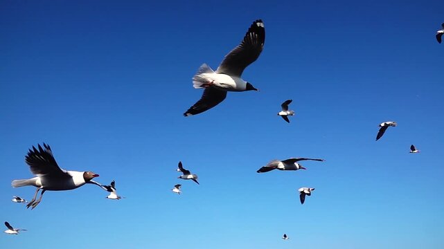 Seagulls soar and glide across a clear blue sky in bright daylight. Close-up wings and distant birds create depth and motion, capturing natural coastal wildlife behavior in a clean, open compositio