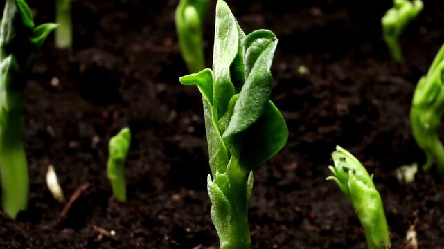 Timelapse of a vegetable seed sprouting concept of individual growth and resilience Farm products, healthy nutrition