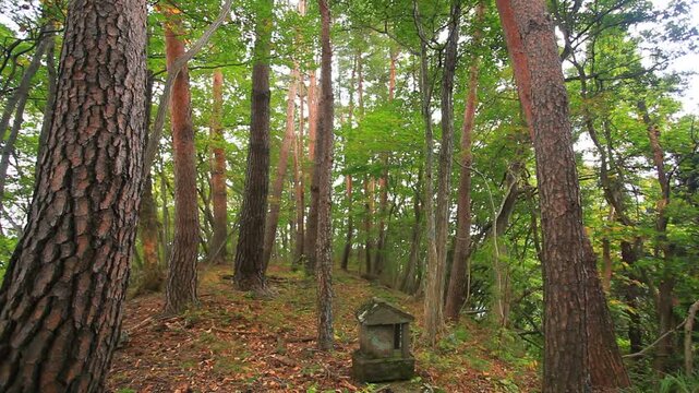 尻高城跡の本郭跡の礎石と祠