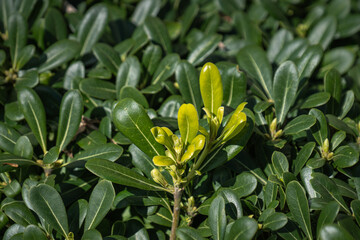 Fototapeta premium Park plants. Green leafy shrubs. Pittosporum Tobira Nana. 