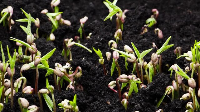 Closeup nature agriculture shoot Dynamic time lapse of sprouts germinating in a greenhouse the growth of newborn pea plants