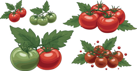 Fresh tomatoes collection with red and green varieties on vine with leaves isolated vector illustration for organic food design © Rubya