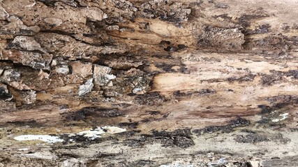 Fototapeta premium Close view of old tree bark in gray tone with embossed texture and rough natural lines, forming a detailed background ideal for nature themes and website header graphics.