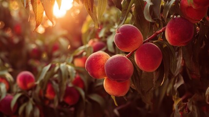 Fototapeta premium Ripe peaches glowing in warm sunset light on a tree branch, ready for harvest in an idyllic orchard