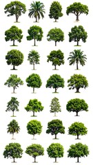 Fototapeta premium A collection of various green trees on white background