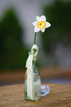 Single white daffodil placed in clear glass vase on wooden table adds a touch of natural elegance to the outdoor cafe terrace, glowing gently in the soft spring lights