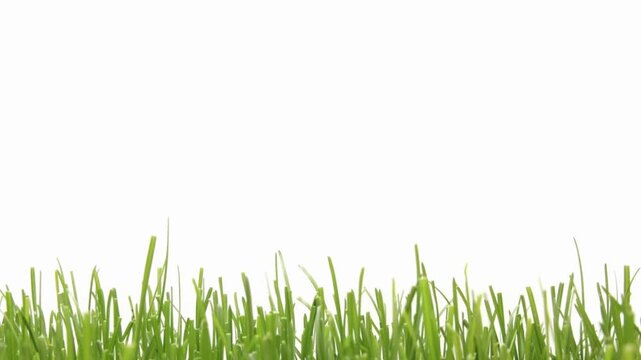 Time lapse of a growing rye field development of the cereal crop in the spring season