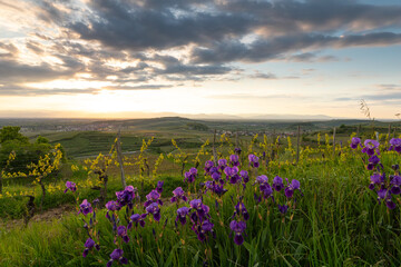Fototapeta premium Purple irises (Iris) blooming in a vineyard at sunset. View from Mondhalde towards the Rhine Valley and Vosges Mountains. Vogtsburg, Germany.