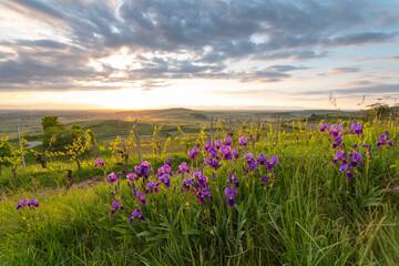 Obraz premium Purple irises (Iris) blooming in a vineyard at sunset. View from Mondhalde towards the Rhine Valley and Vosges Mountains. Vogtsburg, Germany.