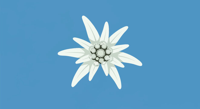 Stylized vector-style illustration of a single white edelweiss flower with woolly star-shaped bracts and textured floral centers, isolated against a solid light blue background backdrop.