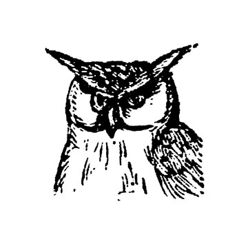 Eagle Owl, detailed black and white sketch with feather patterns and sharp features, plain background, wisdom and mystery, old vintage illustration, 1897.