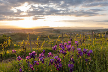 Obraz premium Purple irises (Iris) blooming in a vineyard at sunset. View from Mondhalde towards the Rhine Valley and Vosges Mountains. Vogtsburg, Germany.