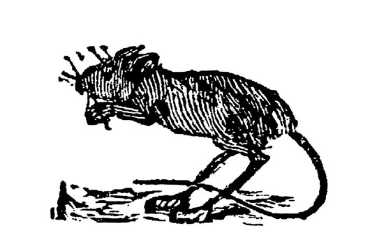 Jerboa, a small hopping rodent with long hind legs, large ears, and long tail, old vintage illustration, 1897.
